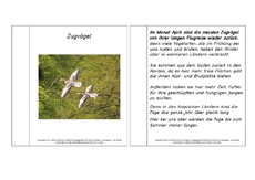 Mini-Buch-Zugvögel-Lesetext.pdf